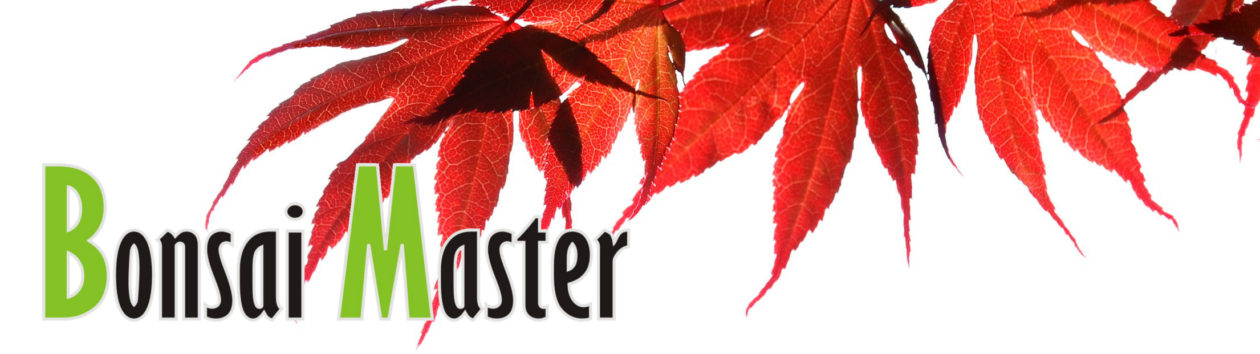BonsaiMaster